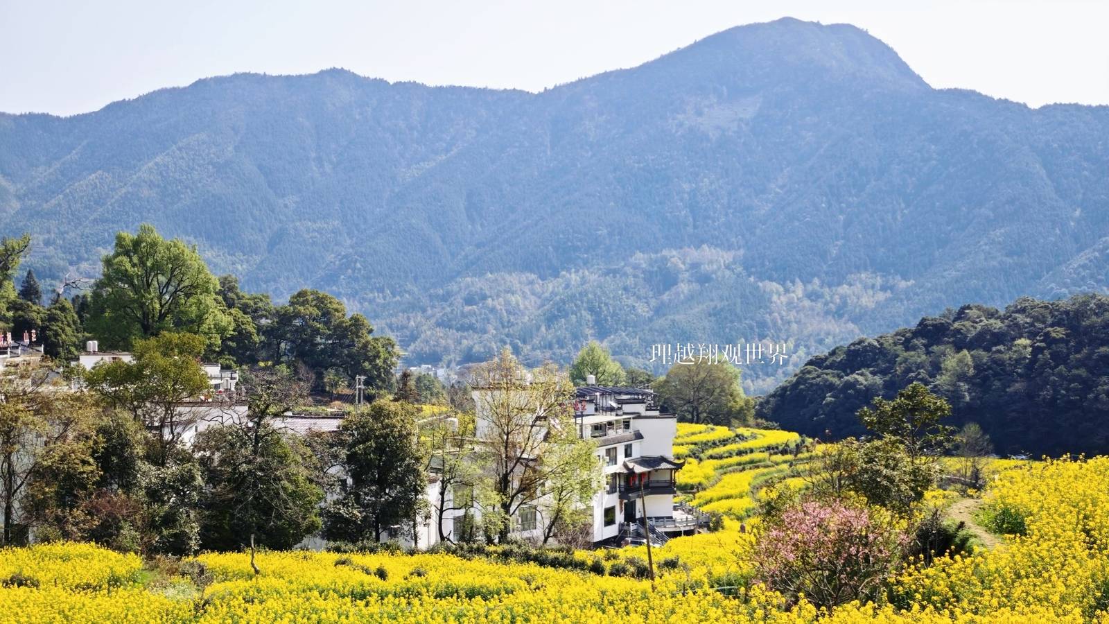 金衢区域油菜花田